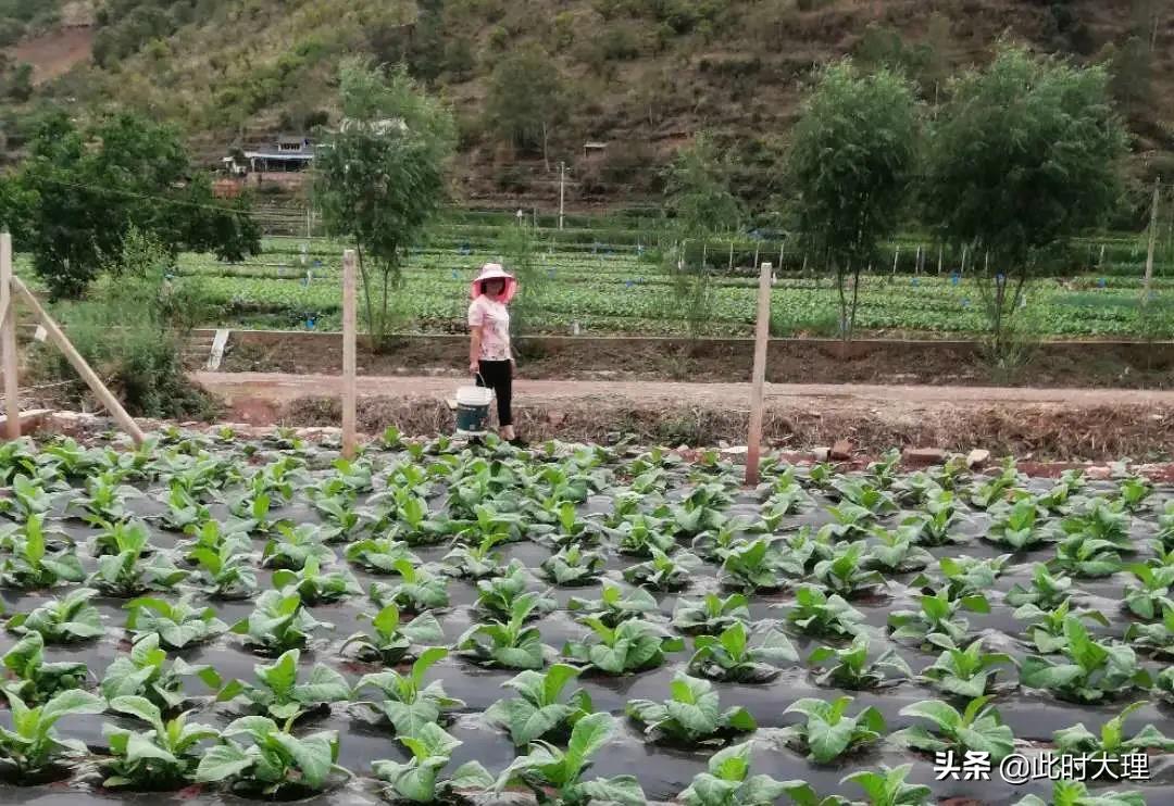 康宁村委会发展规划引领乡村未来繁荣，塑造新面貌